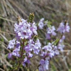Euphrasia collina subsp. paludosa at Cotter River, ACT - 25 Oct 2023 by BethanyDunne