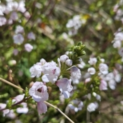 Euphrasia collina subsp. paludosa at Cotter River, ACT - 25 Oct 2023