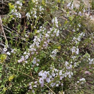 Euphrasia collina subsp. paludosa at Cotter River, ACT - 25 Oct 2023