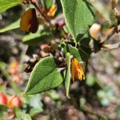 Platylobium montanum subsp. montanum (Mountain Flat Pea) at Namadgi National Park - 25 Oct 2023 by BethanyDunne