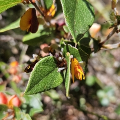 Platylobium montanum subsp. montanum (Mountain Flat Pea) at Cotter River, ACT - 25 Oct 2023 by BethanyDunne