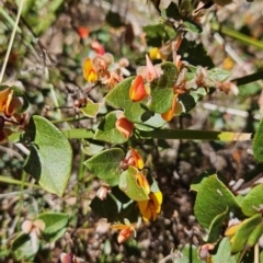 Platylobium montanum subsp. montanum at Cotter River, ACT - 25 Oct 2023