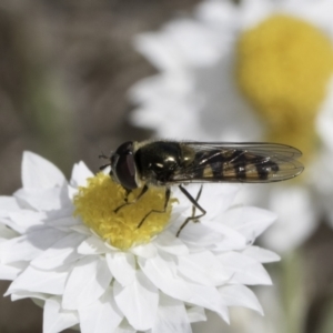 Melangyna sp. (genus) at Latham, ACT - 24 Oct 2023