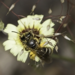 Lasioglossum (Chilalictus) sp. (genus & subgenus) (Halictid bee) at Blue Devil Grassland, Umbagong Park (BDG) - 24 Oct 2023 by kasiaaus