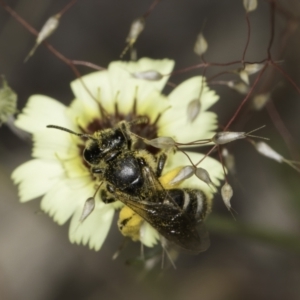 Lasioglossum (Chilalictus) sp. (genus & subgenus) at Latham, ACT - 24 Oct 2023 11:03 AM