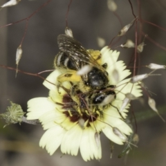 Lasioglossum (Chilalictus) sp. (genus & subgenus) at Latham, ACT - 24 Oct 2023 11:03 AM