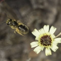 Lasioglossum (Chilalictus) sp. (genus & subgenus) at Latham, ACT - 24 Oct 2023