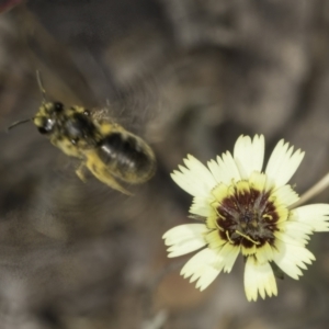 Lasioglossum (Chilalictus) sp. (genus & subgenus) at Latham, ACT - 24 Oct 2023 11:03 AM