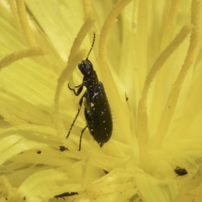 Dasytinae (subfamily) (Soft-winged flower beetle) at Blue Devil Grassland, Umbagong Park (BDG) - 24 Oct 2023 by kasiaaus