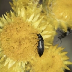 Dasytinae (subfamily) (Soft-winged flower beetle) at Blue Devil Grassland, Umbagong Park (BDG) - 24 Oct 2023 by kasiaaus