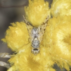 Austrotephritis sp. (genus) (Fruit fly or Seed fly) at Blue Devil Grassland, Umbagong Park (BDG) - 24 Oct 2023 by kasiaaus