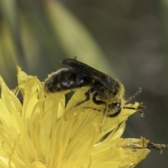 Lasioglossum (Chilalictus) lanarium (Halictid bee) at Latham, ACT - 24 Oct 2023 by kasiaaus