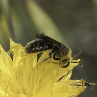 Lasioglossum (Chilalictus) lanarium (Halictid bee) at Blue Devil Grassland, Umbagong Park (BDG) - 24 Oct 2023 by kasiaaus