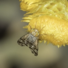 Austrotephritis sp. (genus) (Fruit fly or Seed fly) at Blue Devil Grassland, Umbagong Park (BDG) - 24 Oct 2023 by kasiaaus