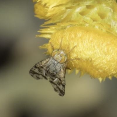 Austrotephritis sp. (genus) (Fruit fly or Seed fly) at Latham, ACT - 24 Oct 2023 by kasiaaus