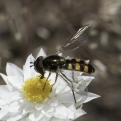 Melangyna viridiceps (Hover fly) at Blue Devil Grassland, Umbagong Park (BDG) - 24 Oct 2023 by kasiaaus