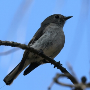 Petroica goodenovii at Majura, ACT - 12 Oct 2023