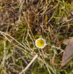 Calotis anthemoides (Chamomile Burr-daisy) at Bungendore, NSW - 25 Oct 2023 by clarehoneydove