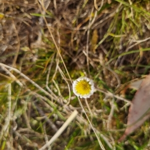 Calotis anthemoides at Bungendore, NSW - 25 Oct 2023