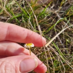 Calotis anthemoides at Bungendore, NSW - 25 Oct 2023