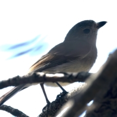 Pachycephala pectoralis (Golden Whistler) at Majura, ACT - 12 Oct 2023 by jb2602
