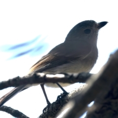 Pachycephala pectoralis (Golden Whistler) at Mount Majura - 11 Oct 2023 by jb2602