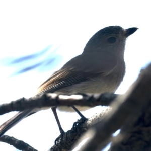 Pachycephala pectoralis at Majura, ACT - 12 Oct 2023 10:54 AM