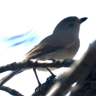 Pachycephala pectoralis (Golden Whistler) at Majura, ACT - 12 Oct 2023 by jb2602