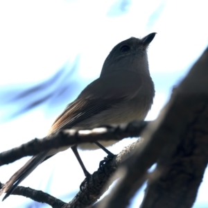 Pachycephala pectoralis at Majura, ACT - 12 Oct 2023