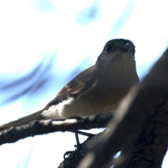 Pachycephala pectoralis at Majura, ACT - 12 Oct 2023 10:54 AM