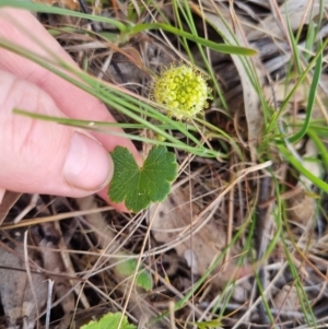 Hydrocotyle laxiflora at Bungendore, NSW - 25 Oct 2023 05:53 PM