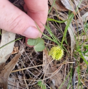 Hydrocotyle laxiflora at Bungendore, NSW - 25 Oct 2023 05:53 PM