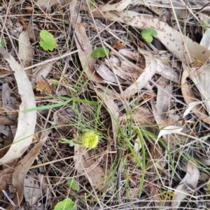 Hydrocotyle laxiflora at Bungendore, NSW - 25 Oct 2023 05:53 PM