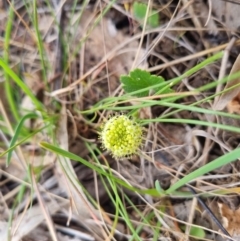 Hydrocotyle laxiflora at Bungendore, NSW - 25 Oct 2023