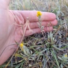 Chrysocephalum apiculatum (Common Everlasting) at Gidleigh TSR - 25 Oct 2023 by clarehoneydove