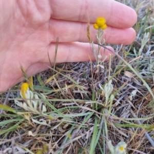 Chrysocephalum apiculatum at Bungendore, NSW - 25 Oct 2023