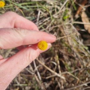 Leptorhynchos squamatus subsp. squamatus at Bungendore, NSW - 25 Oct 2023