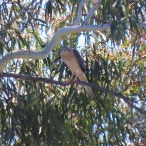 Tachyspiza fasciata at Tuggeranong, ACT - 25 Oct 2023