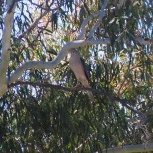 Tachyspiza fasciata at Tuggeranong, ACT - 25 Oct 2023