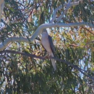 Tachyspiza fasciata at Tuggeranong, ACT - 25 Oct 2023