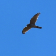 Accipiter fasciatus at Tuggeranong, ACT - 25 Oct 2023