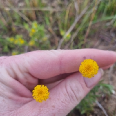 Leptorhynchos squamatus subsp. squamatus (Scaly Buttons) at Bungendore, NSW - 25 Oct 2023 by clarehoneydove