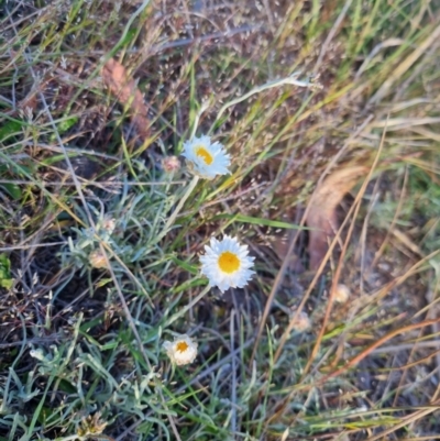 Leucochrysum albicans subsp. tricolor (Hoary Sunray) at Bungendore, NSW - 22 Oct 2023 by clarehoneydove