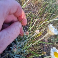 Leucochrysum albicans subsp. tricolor at Bungendore, NSW - suppressed