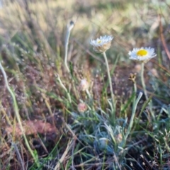 Leucochrysum albicans subsp. tricolor at Bungendore, NSW - suppressed