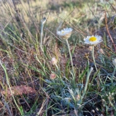 Leucochrysum albicans subsp. tricolor at Bungendore, NSW - 22 Oct 2023