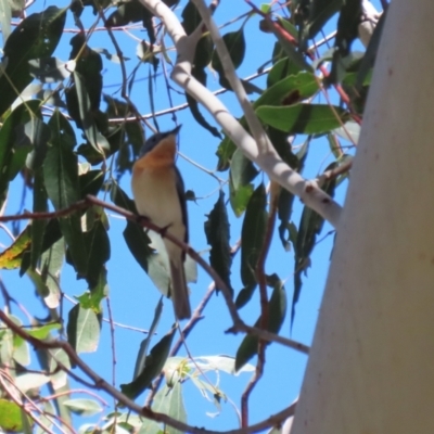 Myiagra rubecula (Leaden Flycatcher) at Gigerline Nature Reserve - 25 Oct 2023 by RodDeb