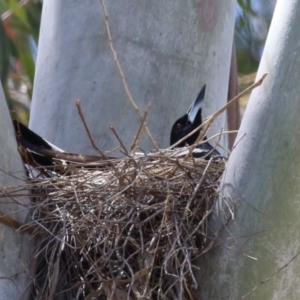 Gymnorhina tibicen at Tharwa, ACT - 25 Oct 2023