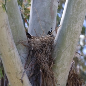 Gymnorhina tibicen at Tharwa, ACT - 25 Oct 2023