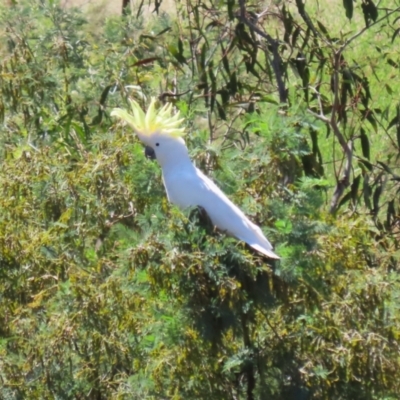 Cacatua galerita (Sulphur-crested Cockatoo) at Tuggeranong, ACT - 25 Oct 2023 by RodDeb